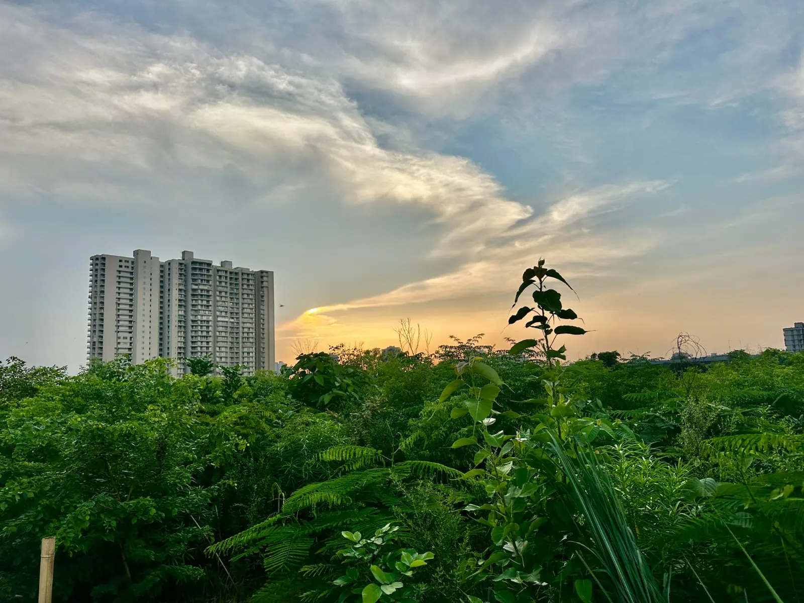 Afforestation